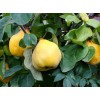 Айва грушевидная Буйнакская крупноплодная