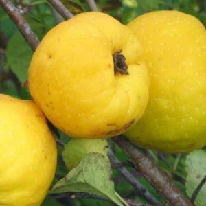 Айва яблоковидная Краснослободская