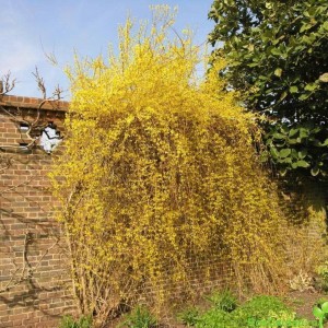 Сеянец форзиции Свисающей (Пониклой)