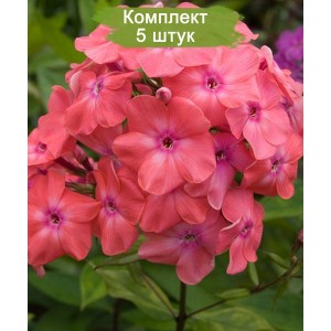 Саженцы флокса Вотэмелон Панч -  комплект 5 шт.