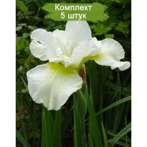 Саженцы ириса Харпсвелл Хэппинес (Harpswell Happiness) -  комплект 5 шт.