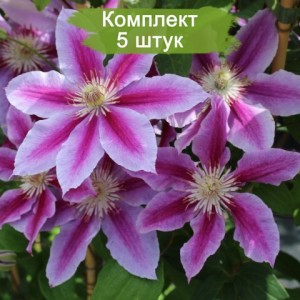 Саженцы клематиса Доктор Рупель (Dr. Ruppel) -  комплект 5 шт.