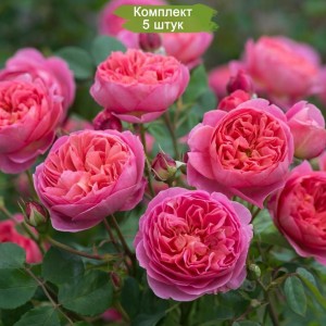 Саженцы парковой розы Леонардо да Винчи (Leonardo da Vinci) -  комплект 5 шт.