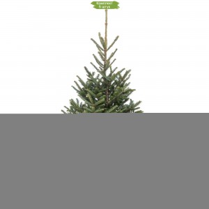 Саженцы Сибирской ели в горшке -  комплект 5 шт.