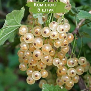 Саженцы белой смородины Баяна -  комплект 5 шт.