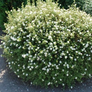 Саженец лапчатки кустарниковой (Курильского чая) Абботсвуд (Abbotswood)