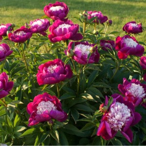 Пионы оптом (от 200 шт.)