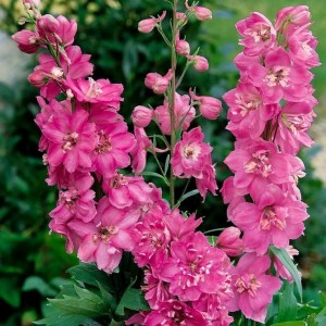 Корневище дельфиниума Пасифик Астолат (Pacific Giant Astolat)