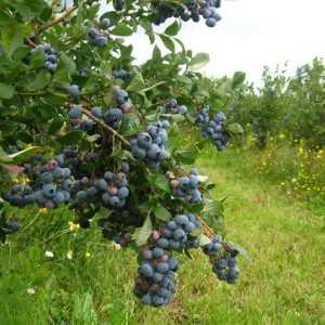 Саженец голубики Джерси (Jersey)