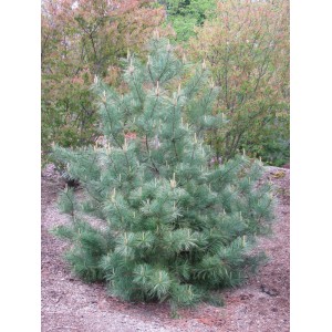 Саженец кедра Корейский  40-60 см