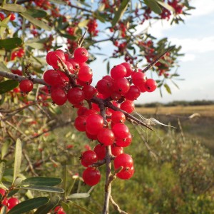 Саженец шефердии Канадская