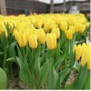 Тюльпан Стронг Голд (Strong Gold)