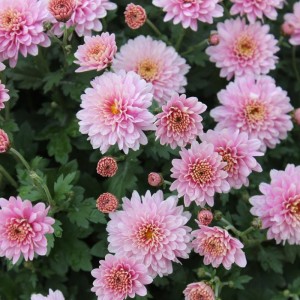 Саженец хризантемы мультифлора Сея Роуз (Розовая )