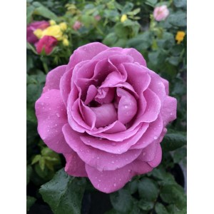 Саженец шраб розы Хаирлум (Heirloom)