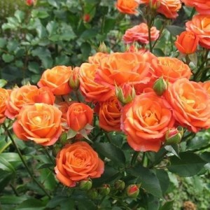 Саженец спрей розы Келли (Sprey Kelly)